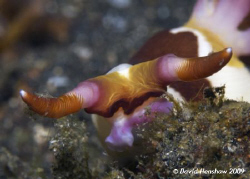 "Bulls Horns" - Landscape Study of Nudibranch (Nembrotha ... by David Henshaw 